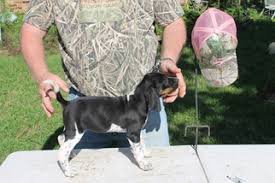 Purebred beagle puppies kingston ontario pocket beagles, bluetick coonhound pups, redbone coon hound puppies for sale. View Ad Bluetick Coonhound Litter Of Puppies For Sale Near Texas College Station Usa Adn 13054