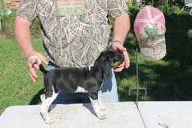 Browse our reputable breeders and bring home your new best friend today. Puppyfinder Com Bluetick Coonhound Puppies Puppies For Sale Near Me In Texas Usa Page 1 Displays 10