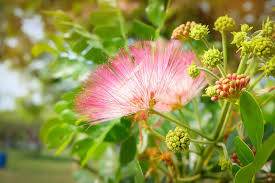 Image result for Albizia