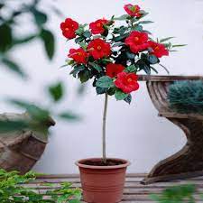 You'll often see them lined up alongside of paths, driveways or roads, making the colour change of the leaves even more striking. Red Tropical Hibiscus Trees For Sale Brighterblooms Com