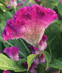 Celosia Cristata Fan Dance Purple Burpee Flowers Celosia Flower Unusual Flowers