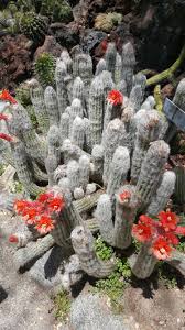 The trouble with old ones is that every single knock you can remove one of these smaller plants to grow into a new cactus. Cephalocereus Senilis Aka Old Man Cactus Flowering Cactus