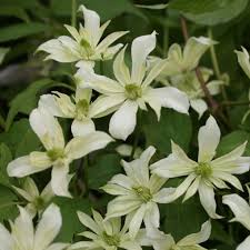 clematite clematis montana jenny keay clematite clematite montana clematite des montagnes