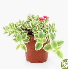 Image result for Aptenia