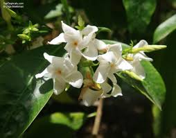 Image result for Tabernaemontana penduliflora