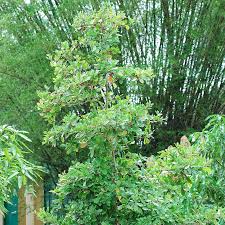 Image result for Synsepalum revolutum