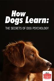 How Dogs Learn The Complete Dog Psychology Good Doggies Online Dog Psychology Dog Training Obedience Training Your Dog