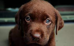 A Que Edad Abren Los Ojos Los Cachorros Cachorros
