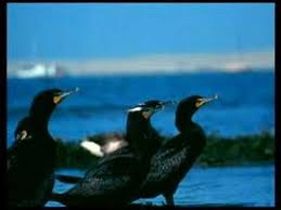 The Chesapeake Bay The Largest Of More Then 100 Estuaries In The United States Helps Protect Communities And Wildli World Geography Chesapeake Chesapeake Bay