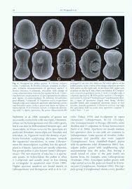 Image result for Vahliaceae