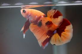 Betta Koi Nemo Hmpk Male Alive Fish Thai Breed