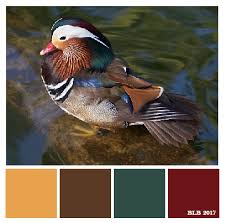 Wood Duck Color Palette Tan Brown Teal Red Teal Color Palette Nature Inspiration Brown Teal