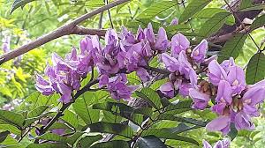 Image result for Millettia dura