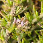 Image result for Micromeria imbricata