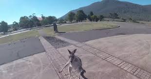Paraglider Lands Immediately Gets Attacked By Kangaroo Australia Kangaroos Paragliding Attack Kangaroo