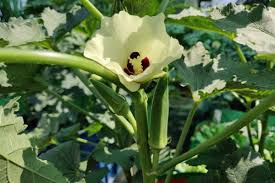 How to grow ladies finger plant in a plastic bottle at home easily step by step. Okra Or Lady Finger Hybrid 50 Seeds Organic Products