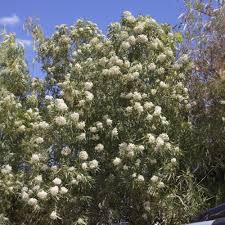 Image result for Volusia amboinensis