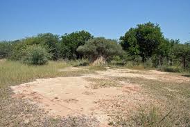 Image result for Hermannia micropetala