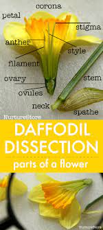 Daffodil Dissection Parts Of A Flower Lesson Nurturestore Parts Of A Flower Spring Science Lessons Spring Science