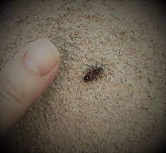 Seed Bug Coachella Valley Mosquito Vector Control District