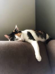 Pin Lillieataylor Cute Cats Beautiful Cats Crazy Cats