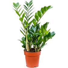 Image result for Afrosolen zambeziacus