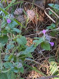 Image result for Clinopodium