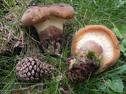 Image result for Paxillus panuoides