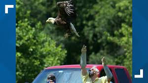 Rehabilitators free bald eagle in Gloucester, just ahead of American Eagle  Day