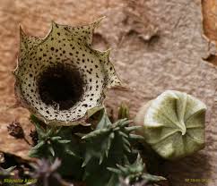 Image result for Huernia kirkii