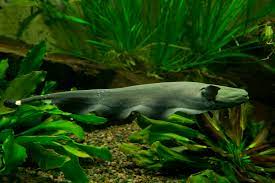After their car breaks down in the desert, two salesmen take a dreamlike voyage to the dawn of time. Black Ghost Knifefish Care Guide For Night Eaters Aquariadise