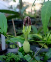 Image result for Ceropegia nutans