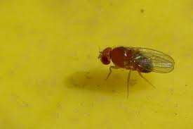 How Do You Get Rid Of Fruit Flies Kelowna Capital News