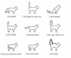 Good To Know About Your Cat Cat Language Cat Tail Cat Behavior