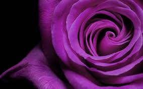 Purple Rose Wallpapers Top Free Purple Rose Backgrounds Wallpaperaccess Check out this fantastic collection of purple wallpapers, with 59 purple background images for your desktop, phone or tablet. purple rose wallpapers top free