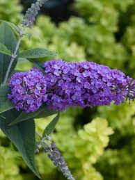 Many flowering bushes, from low shrubs to towering climbing vines, have purple blossoms. Buddleia Purple Haze Bluestone Perennials
