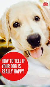 How To Really Tell If Your Dog Is Happy With Images Big Dog Little Dog Your Dog Dogs