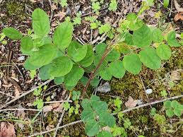 Image result for Robinia hispida