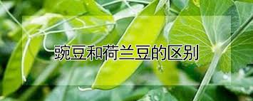 名站推薦 tips：2021年6月8日 更新失效連結 total 13 ». è±Œè±†å'Œè·å…°è±†çš„åŒºåˆ« å'è´¢å†œä¸šç½'