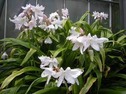 Image result for Crinum moorei