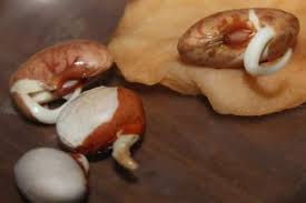 Merupakan perkecambahan dimana kotiledon biji terangkat dari tanah ketika biji berkecambah. Cara Menanam Kacang Di Rumah Dengan Cepat Dalam 1 Hari Dengan Foto