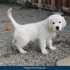 Their eyes will begin to open in the second week of life, usually between 10 to 14 days of age. My Puppy Pees A Lot Is It Normal A Puppy Potty Schedule Puppy In Training