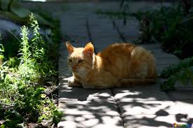 Browse thousand of free emoticons by selecting categories. Street Cats Image Orange Cat Images Cat 50641 Torange Biz Free Pics On Cc By License