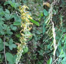 Image result for Crotalaria misella