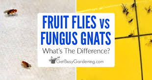 They can be a problem for houseplants, however, when their population explodes and their larvae starts to feed on plants' roots. Fungus Gnats Vs Fruit Flies What S The Difference Get Busy Gardening