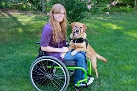 We did not find results for: Service Dogs 101 Everything You Need To Know About Service Dogs