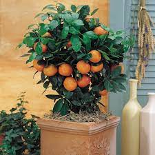 Check spelling or type a new query. Gurney S 4 In Pot Calamondin Orange Citrus Live Potted Tropical Plant White Flowers To Orange Fruit Tree 1 Pack 76010 The Home Depot