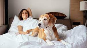Study Suggests Women Sleep Better With Dogs Than Humans Purewow
