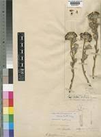 Image result for Gnidia kraussiana