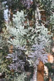 Image result for Acacia pentagona